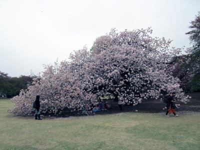 20120422_hana02.jpg