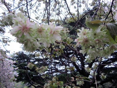 20120422_hana05.jpg