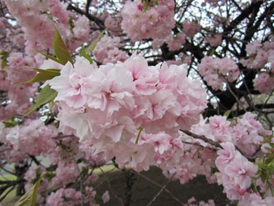 20120422_hana14.jpg