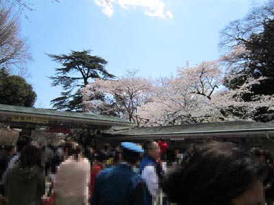 201204_hanami001.jpg