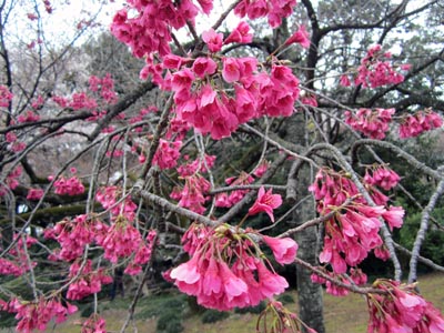 201204_hanami003.jpg