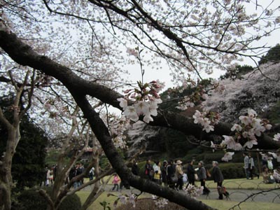 201204_hanami006.jpg