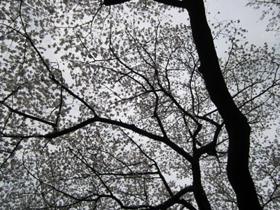 201204_hanami007.jpg