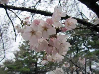 201204_hanami009.jpg