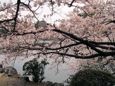 201204_hanami010.jpg