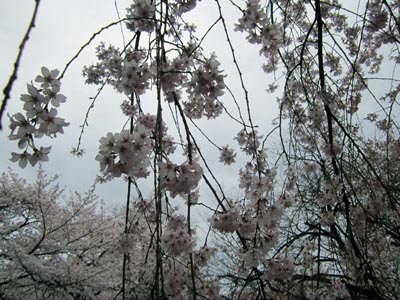 201204_hanami016.jpg