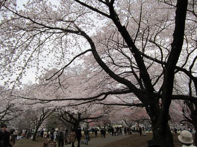 201204_hanami017.jpg