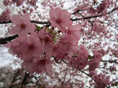 201204_hanami020.jpg