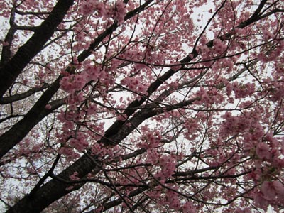 201204_hanami021.jpg