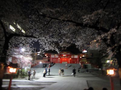 201204_yozakura006.jpg