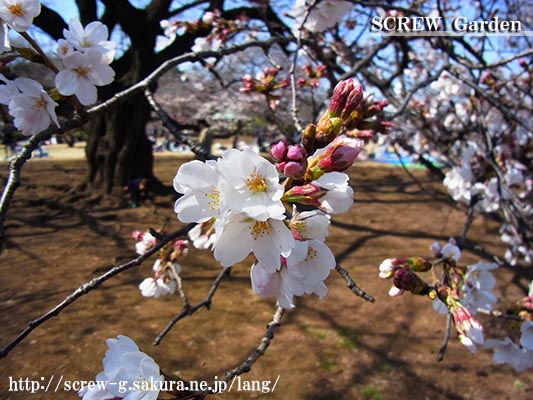 20160326_hanami_001.jpg